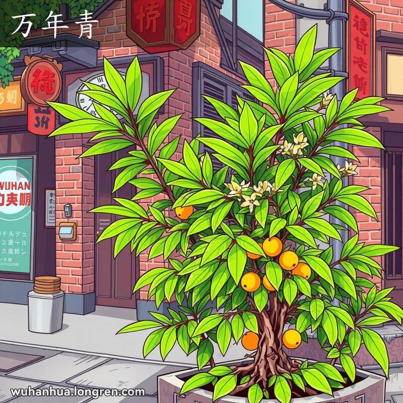 武汉街头的万年青植物，叶片长而窄，花淡绿色，果实橘色或黄色，背景是武汉老街景